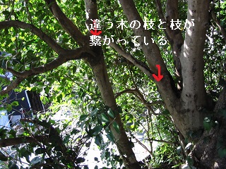 南伊勢町五ヶ所塔頭