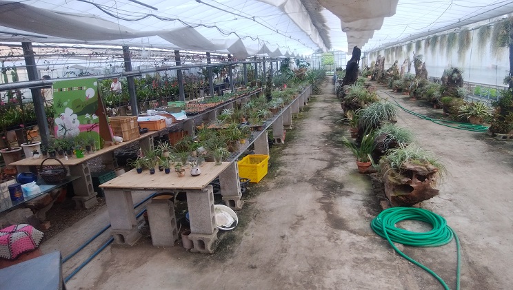 南伊勢町斎田地区にある南洋植物園